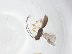  (Heterospilus Malaise8473 - CBG-A55958-A05)  @11 [ ] CreativeCommons - Attribution Share - Alike (2024) Centre for Biodiversity Genomics Centre for Biodiversity Genomics