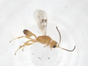  ( - CBG-A55961-H03)  @11 [ ] CreativeCommons - Attribution Share - Alike (2024) Centre for Biodiversity Genomics Centre for Biodiversity Genomics