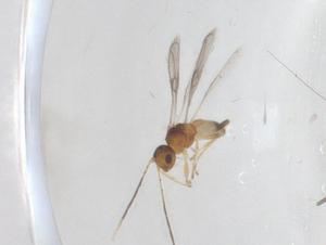  ( - CBG-A55972-B03)  @11 [ ] CreativeCommons - Attribution Share - Alike (2024) Centre for Biodiversity Genomics Centre for Biodiversity Genomics