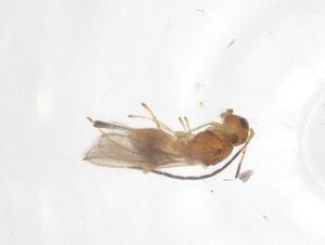  ( - CBG-A55974-H04)  @11 [ ] CreativeCommons - Attribution Share - Alike (2024) Centre for Biodiversity Genomics Centre for Biodiversity Genomics