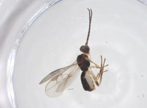  ( - CBG-A55986-F06)  @11 [ ] CreativeCommons - Attribution Share - Alike (2024) Centre for Biodiversity Genomics Centre for Biodiversity Genomics