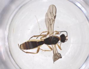  ( - CBG-A56705-H02)  @11 [ ] CreativeCommons - Attribution Share - Alike (2024) Centre for Biodiversity Genomics Centre for Biodiversity Genomics