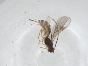  (Heterospilus Malaise8660 - CBG-A56707-E05)  @11 [ ] CreativeCommons - Attribution Share - Alike (2024) Centre for Biodiversity Genomics Centre for Biodiversity Genomics