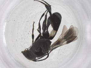  ( - CBG-A56709-A11)  @11 [ ] CreativeCommons - Attribution Share - Alike (2024) Centre for Biodiversity Genomics Centre for Biodiversity Genomics