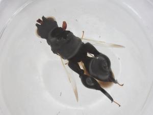  (chalMalaise01 malaise8143 - CBG-A56713-D03)  @11 [ ] CreativeCommons - Attribution Share - Alike (2024) Centre for Biodiversity Genomics Centre for Biodiversity Genomics