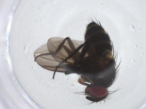  ( - CBG-A13726-F10)  @11 [ ] CreativeCommons - Attribution Share - Alike (2023) Centre for Biodiversity Genomics Centre for Biodiversity Genomics