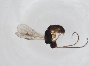  (Heterospilus Malaise5225 - CBG-A14167-C02)  @11 [ ] CreativeCommons - Attribution Share - Alike (2023) Centre for Biodiversity Genomics Centre for Biodiversity Genomics