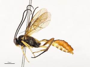  ( - CBG-A51960-A03)  @11 [ ] CreativeCommons - Attribution Share - Alike (2024) CBG Photography Group Centre for Biodiversity Genomics