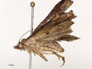  ( - CBG-A51960-A10)  @11 [ ] CreativeCommons - Attribution Share - Alike (2024) CBG Photography Group Centre for Biodiversity Genomics