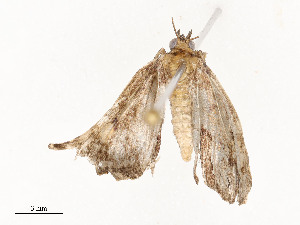  ( - CBG-A51960-B04)  @11 [ ] CreativeCommons - Attribution Share - Alike (2024) CBG Photography Group Centre for Biodiversity Genomics