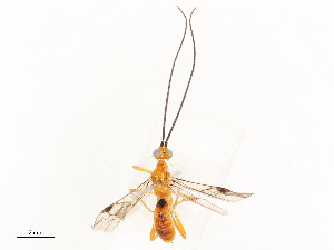  ( - CBG-A54375-D02)  @11 [ ] CreativeCommons - Attribution Share - Alike (2024) CBG Photography Group Centre for Biodiversity Genomics