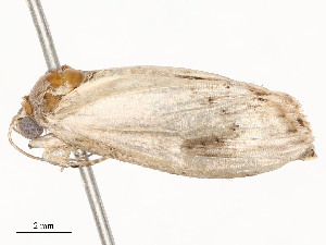  ( - CBG-A54376-C08)  @11 [ ] CreativeCommons - Attribution Share - Alike (2024) CBG Photography Group Centre for Biodiversity Genomics