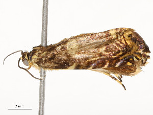  (tortMalaise9436 - CBG-A54376-C12)  @11 [ ] CreativeCommons - Attribution Share - Alike (2024) CBG Photography Group Centre for Biodiversity Genomics