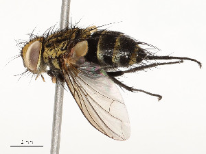  ( - CBG-A54380-G04)  @11 [ ] CreativeCommons - Attribution Share - Alike (2024) CBG Photography Group Centre for Biodiversity Genomics