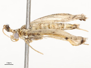  ( - CBG-A54381-C02)  @11 [ ] CreativeCommons - Attribution Share - Alike (2024) CBG Photography Group Centre for Biodiversity Genomics