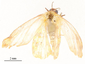 ( - CBG-A54381-C04)  @11 [ ] CreativeCommons - Attribution Share - Alike (2024) CBG Photography Group Centre for Biodiversity Genomics