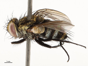  ( - CBG-A54381-E05)  @11 [ ] CreativeCommons - Attribution Share - Alike (2024) CBG Photography Group Centre for Biodiversity Genomics