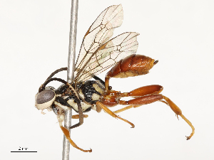  ( - CBG-A54382-A06)  @11 [ ] CreativeCommons - Attribution Share - Alike (2025) CBG Photography Group Centre for Biodiversity Genomics