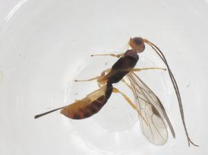  ( - CBG-A54456-B06)  @11 [ ] CreativeCommons - Attribution Share - Alike (2024) Centre for Biodiversity Genomics Centre for Biodiversity Genomics