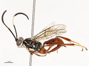  ( - CBG-A54459-B01)  @11 [ ] CreativeCommons - Attribution Share - Alike (2024) CBG Photography Group Centre for Biodiversity Genomics