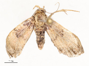  ( - CBG-A54459-D02)  @11 [ ] CreativeCommons - Attribution Share - Alike (2024) CBG Photography Group Centre for Biodiversity Genomics