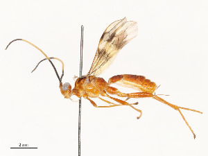  ( - CBG-A54459-F11)  @11 [ ] CreativeCommons - Attribution Share - Alike (2024) CBG Photography Group Centre for Biodiversity Genomics