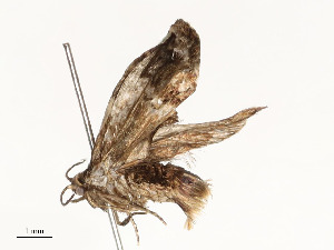  ( - CBG-A54460-H01)  @11 [ ] CreativeCommons - Attribution Share - Alike (2024) CBG Photography Group Centre for Biodiversity Genomics