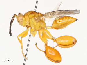  (chalMalaise01 Malaise7742 - CBG-A54462-A09)  @11 [ ] CreativeCommons - Attribution Share - Alike (2024) CBG Photography Group Centre for Biodiversity Genomics