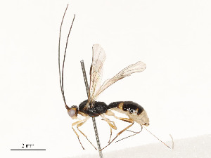  ( - CBG-A54462-G06)  @11 [ ] CreativeCommons - Attribution Share - Alike (2024) CBG Photography Group Centre for Biodiversity Genomics