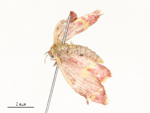  ( - CBG-A54463-D07)  @11 [ ] CreativeCommons - Attribution Share - Alike (2025) CBG Photography Group Centre for Biodiversity Genomics