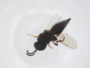  ( - CBG-A55174-D08)  @11 [ ] CreativeCommons - Attribution Share - Alike (2024) Centre for Biodiversity Genomics Centre for Biodiversity Genomics