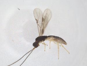  ( - CBG-A55179-C11)  @11 [ ] CreativeCommons - Attribution Share - Alike (2024) Centre for Biodiversity Genomics Centre for Biodiversity Genomics