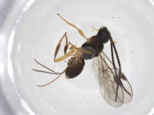  ( - CBG-A55180-F09)  @11 [ ] CreativeCommons - Attribution Share - Alike (2024) Centre for Biodiversity Genomics Centre for Biodiversity Genomics