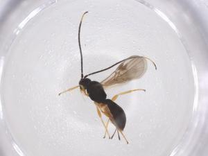  (Heterospilus Malaise8896 - CBG-A55182-F02)  @11 [ ] CreativeCommons - Attribution Share - Alike (2024) Centre for Biodiversity Genomics Centre for Biodiversity Genomics