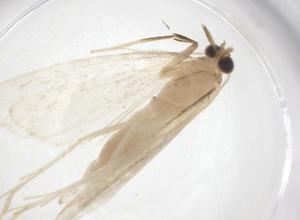  ( - CBG-A55184-D01)  @11 [ ] CreativeCommons - Attribution Share - Alike (2024) Centre for Biodiversity Genomics Centre for Biodiversity Genomics