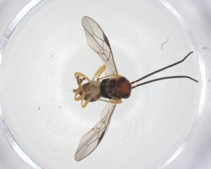  ( - CBG-A55191-G05)  @11 [ ] CreativeCommons - Attribution Share - Alike (2024) Centre for Biodiversity Genomics Centre for Biodiversity Genomics