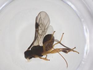  ( - CBG-A55192-C07)  @11 [ ] CreativeCommons - Attribution Share - Alike (2024) Centre for Biodiversity Genomics Centre for Biodiversity Genomics