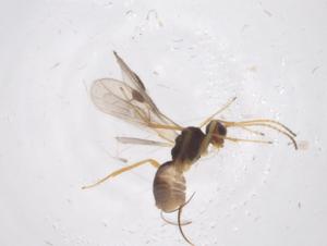  ( - CBG-A55491-A06)  @11 [ ] CreativeCommons - Attribution Share - Alike (2024) Centre for Biodiversity Genomics Centre for Biodiversity Genomics