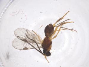  ( - CBG-A55491-H08)  @11 [ ] CreativeCommons - Attribution Share - Alike (2024) Centre for Biodiversity Genomics Centre for Biodiversity Genomics