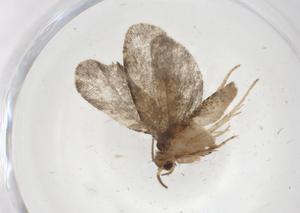  ( - CBG-A55526-A06)  @11 [ ] CreativeCommons - Attribution Share - Alike (2024) Centre for Biodiversity Genomics Centre for Biodiversity Genomics