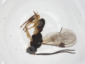  ( - CBG-A55993-G05)  @11 [ ] CreativeCommons - Attribution Share - Alike (2024) Centre for Biodiversity Genomics Centre for Biodiversity Genomics