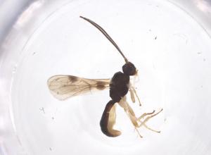  ( - CBG-A56002-F01)  @11 [ ] CreativeCommons - Attribution Share - Alike (2024) Centre for Biodiversity Genomics Centre for Biodiversity Genomics