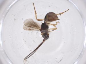  (Pambolus Malaise8971 - CBG-A56011-F07)  @11 [ ] CreativeCommons - Attribution Share - Alike (2024) Centre for Biodiversity Genomics Centre for Biodiversity Genomics