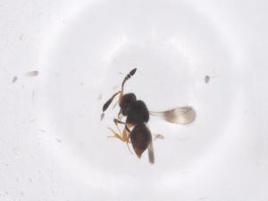  (Sendaphne Malaise8525 - CBG-A56011-G09)  @11 [ ] CreativeCommons - Attribution Share - Alike (2024) Centre for Biodiversity Genomics Centre for Biodiversity Genomics