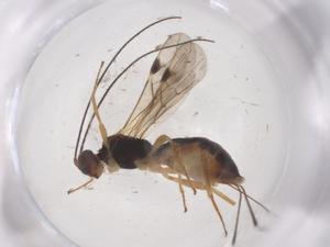  ( - CBG-A56721-A07)  @11 [ ] CreativeCommons - Attribution Share - Alike (2024) Centre for Biodiversity Genomics Centre for Biodiversity Genomics