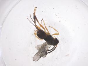  ( - CBG-A56737-B01)  @11 [ ] CreativeCommons - Attribution Share - Alike (2024) Centre for Biodiversity Genomics Centre for Biodiversity Genomics