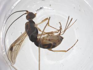  ( - CBG-A56744-E12)  @11 [ ] CreativeCommons - Attribution Share - Alike (2024) Centre for Biodiversity Genomics Centre for Biodiversity Genomics