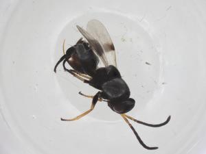  ( - CBG-A56751-D06)  @11 [ ] CreativeCommons - Attribution Share - Alike (2024) Centre for Biodiversity Genomics Centre for Biodiversity Genomics