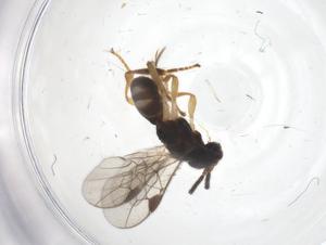  ( - CBG-A56751-H04)  @11 [ ] CreativeCommons - Attribution Share - Alike (2024) Centre for Biodiversity Genomics Centre for Biodiversity Genomics