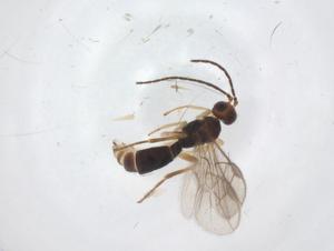  (Stiropius Malaise4415 - CBG-A56754-E06)  @11 [ ] CreativeCommons - Attribution Share - Alike (2024) Centre for Biodiversity Genomics Centre for Biodiversity Genomics